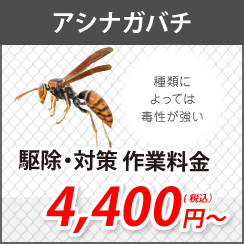 アシナガバチ駆除