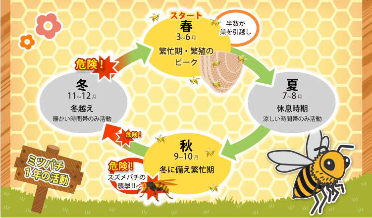 ミツバチの活動時期