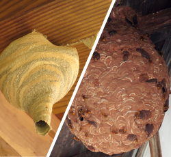 駆除するハチの種類、巣の大きさ・場所によって料金は変わります。
