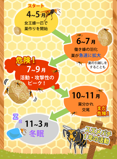 スズメバチの活動時期
