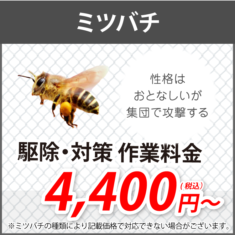 ミツバチ駆除