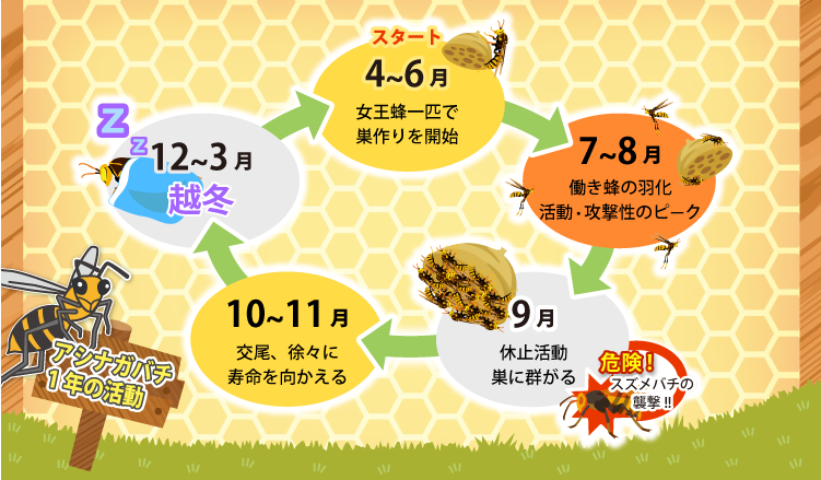 アシナガバチの活動時期
