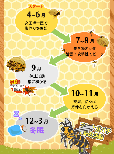 アシナガバチの活動時期