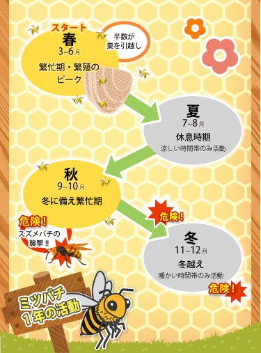 ミツバチの活動時期