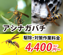 アシナガバチ駆除・対策の作業料金