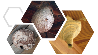 スズメバチ駆除