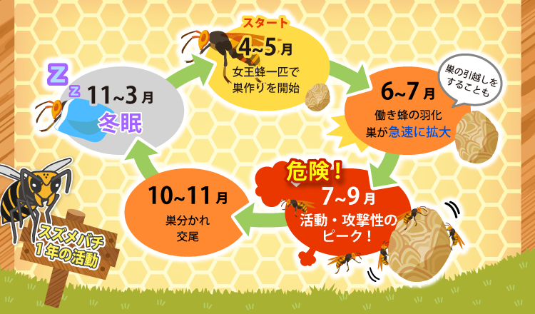 スズメバチの活動時期