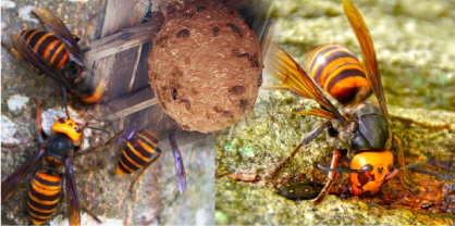 スズメバチ駆除